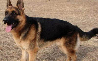 蘇格蘭牧羊犬缺鈣了會有哪些癥狀