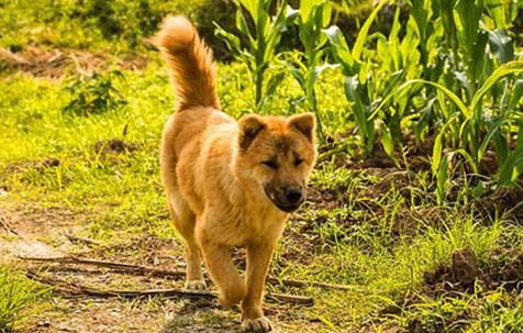 中華田園犬能活多少年