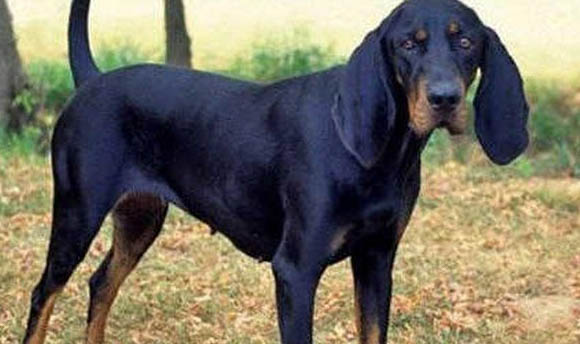 樹(shù)叢浣熊獵犬嘔吐是什么原因不吃東西