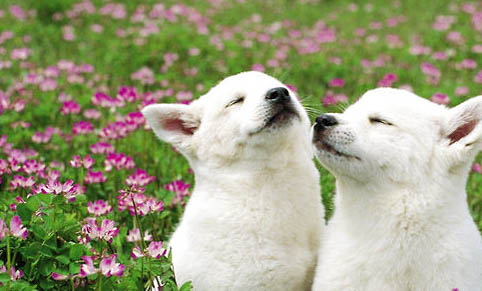 棉花面紗犬哪里有賣
