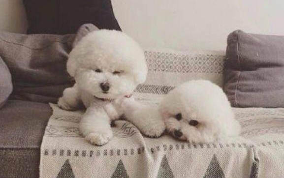 惠比特犬價格多少錢一只
