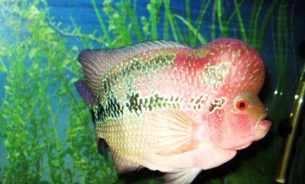 便宜的龍魚有哪些品種