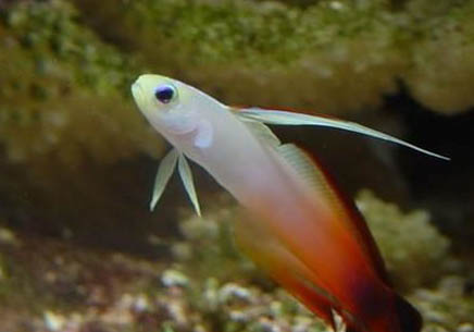 孔雀魚下崽需要跟公魚分開嗎