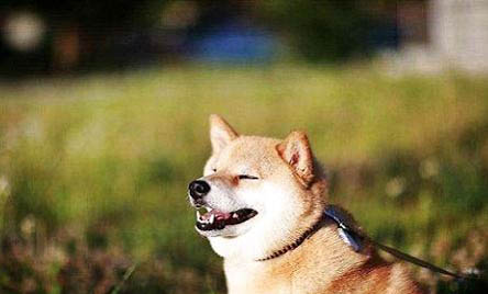 黑柴犬和赤柴犬哪個貴