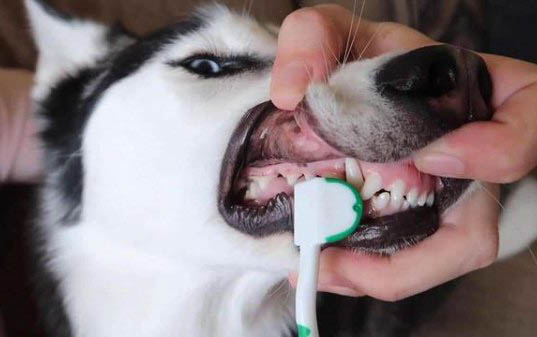 狗狗吐了白色泡沫液體