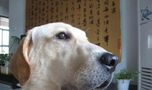 狗狗可以喝的酸奶有哪些