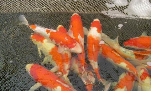 錦鯉魚缸可以放水草嗎