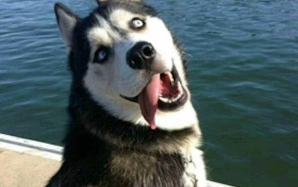 狗狗為什么喜歡蹭人臉睡覺呢