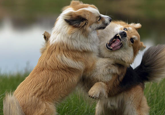 德國牧羊犬有哪些品種