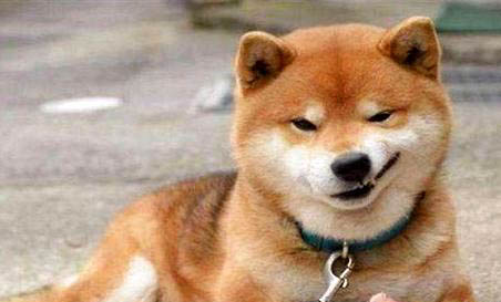 柴犬屬于中型犬嗎?