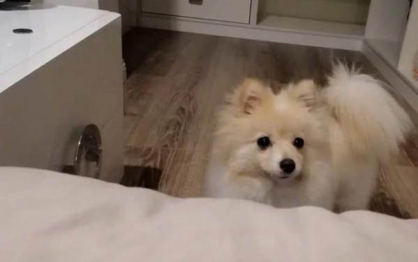 博美犬多少歲不能打疫苗了