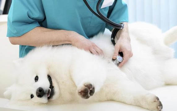 狗吃犬心保需要空腹嗎