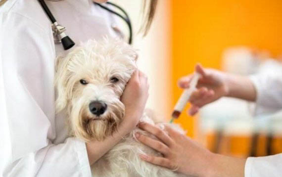 狗狗熱死的癥狀有哪些