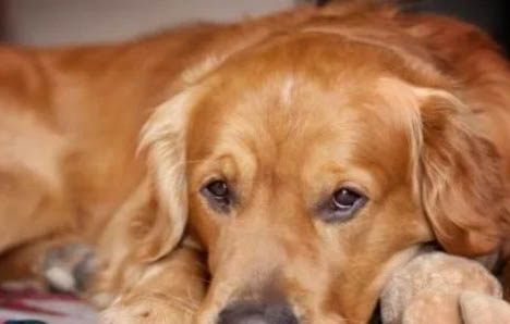 犬科動物和貓科動物哪個厲害