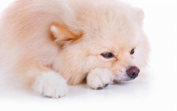 什么狗適合做治愈犬