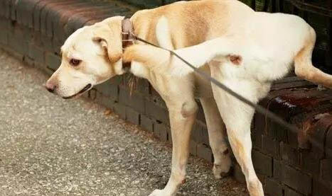 狗狗的常見疾病有哪些