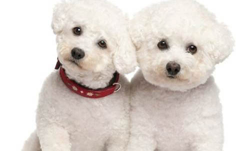 白色加納利犬圖片