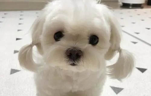 狗狗都有什么品種?