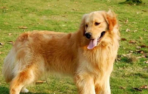 純種金毛犬大概多少錢一只