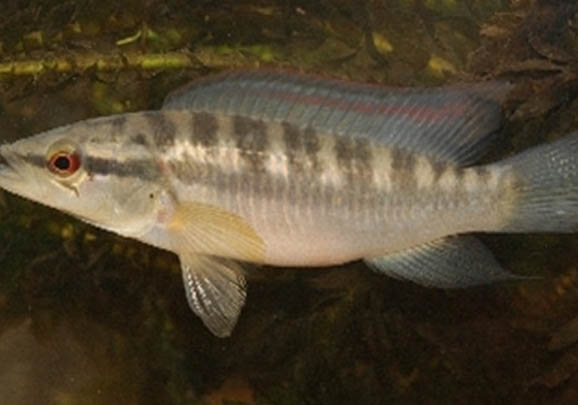 如何喂養小斑馬魚