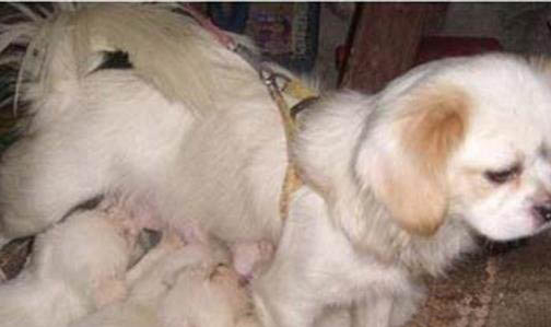 幼犬多久才會認主人