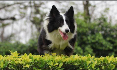 冰島牧羊犬骨折癥狀有哪些