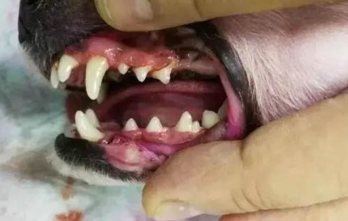 武漢禁養犬種有哪些