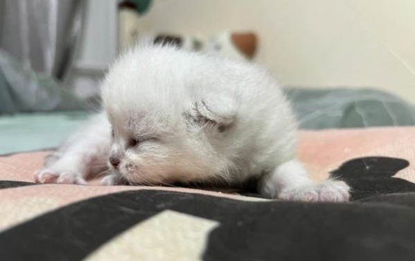 貓咪懷孕會瘦嘛為什么不胖