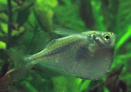 招財魚屬于熱帶魚嗎