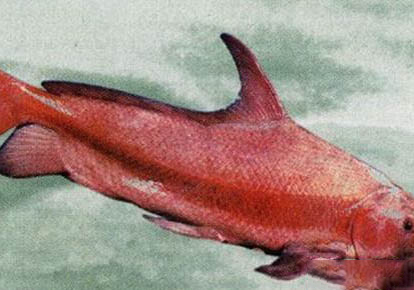 胭脂魚吃魚屎?