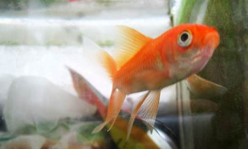金魚(yú)咬別的魚(yú)是是什么原因