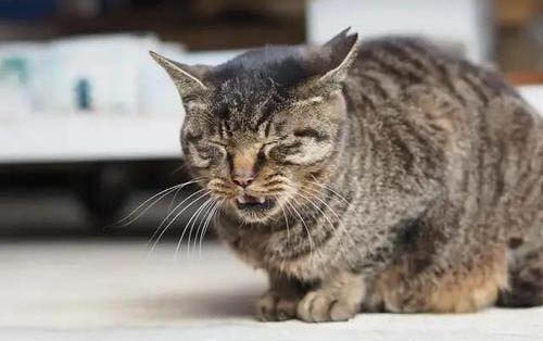 貓咪患了腸胃病有哪些癥狀