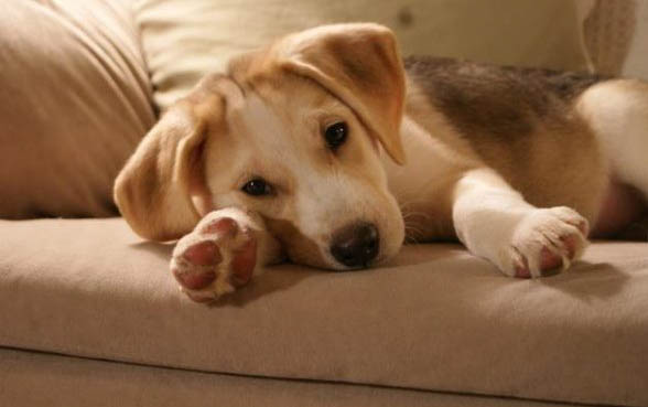 狗狗冠狀病毒停食多久有效果
