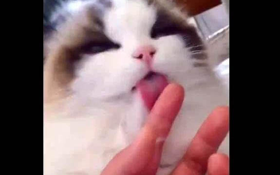 小貓長不大是有病么