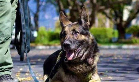 軍犬一般有哪些品種