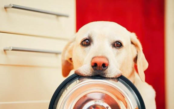 拉布拉多犬必須吃狗糧嗎