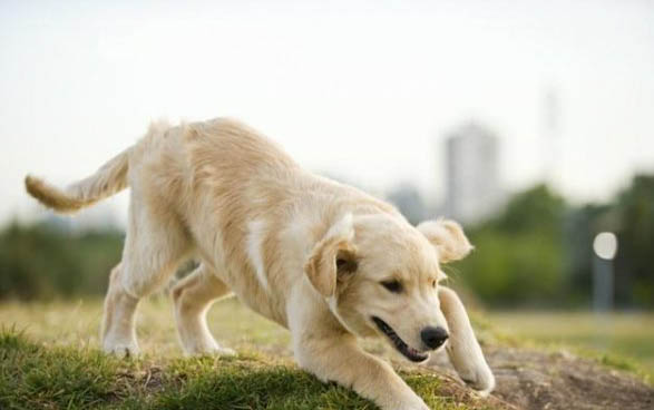 八哥犬優缺點