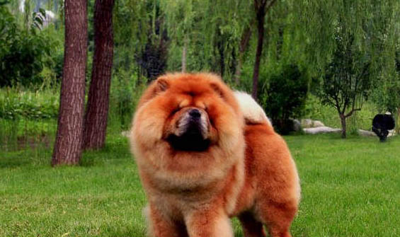 松獅犬嘔吐是什么原因不吃東西