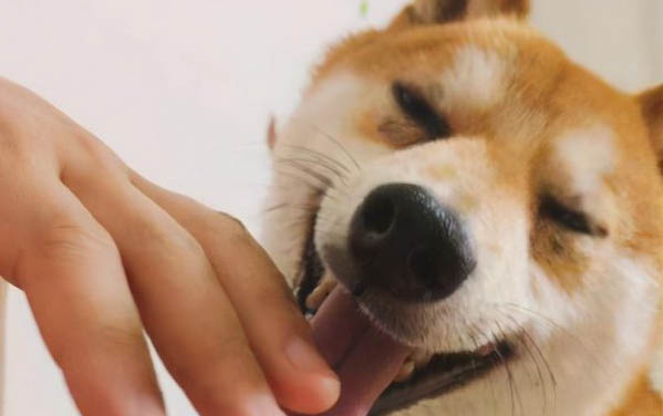 狗狗沐浴露可以臨時(shí)用什么代替?