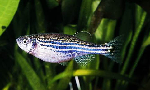 斑馬魚(yú)一般壽命是多長(zhǎng)
