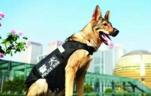 適合獨居女生養的護衛犬有哪些?