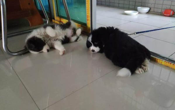 巴哥犬是哪個國家的品種
