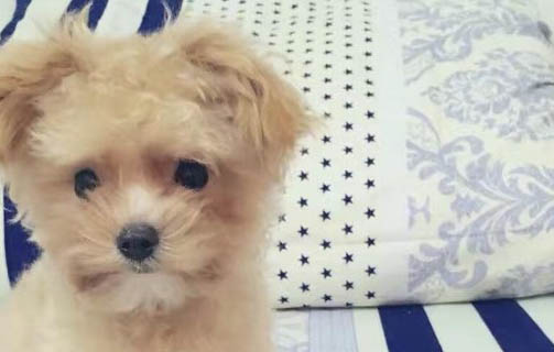 怎樣預防犬瘟熱