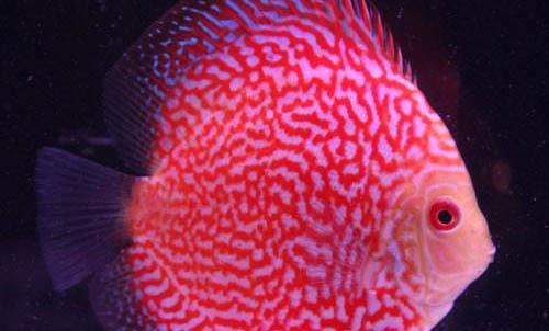 麥穗魚(yú)多大可以繁殖