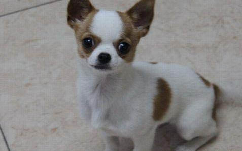 犬瘟初期需要治療多久