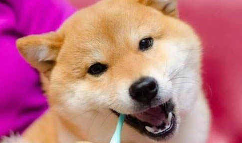 狗像狼一樣嚎叫是什么意思啊