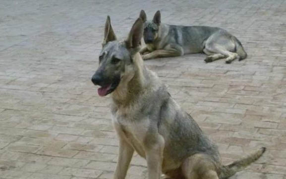 狼青犬如何訓練才聽話