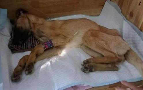 狗狗攜帶狂犬病毒能活多久?