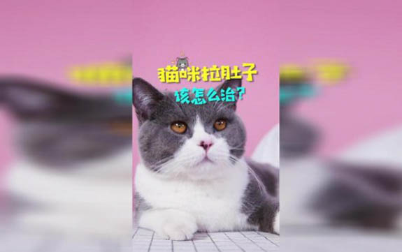 小貓脫水死前的征兆