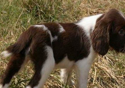英國史賓格犬多少錢一只